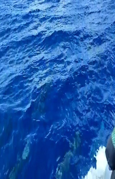 A vos marques ! Prêt ! Plongez !
#dolphins🐬 #gobigblue #underthesea #scubadivers #tetamanu #giftoftheday #fakarava #southpass #enatadiving #tuamotu #fakarava #frenchpolynesia #raimiti