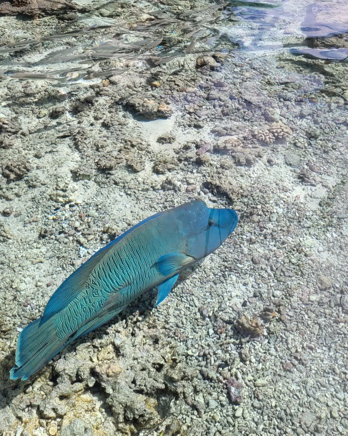 About this morning ...
#napoleon #wrasse #fakarava #tuamotu #underwater #islands #aquarium #natural #enjoying